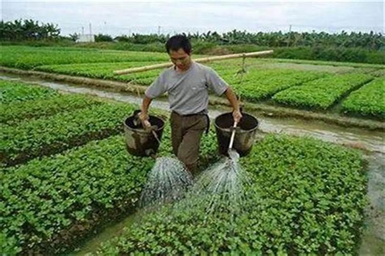 洋葱用什么冲施肥好？洋葱用什么肥料产量高？洋葱种植用叶面肥昆仑风长势...