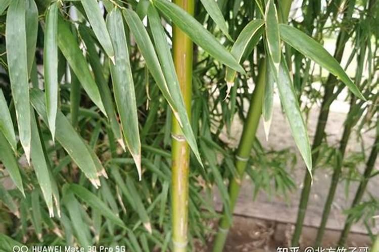 粘液血便血便、粘液便、脂肪便的介绍