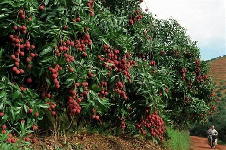 荔枝何时施用壮花肥最适宜