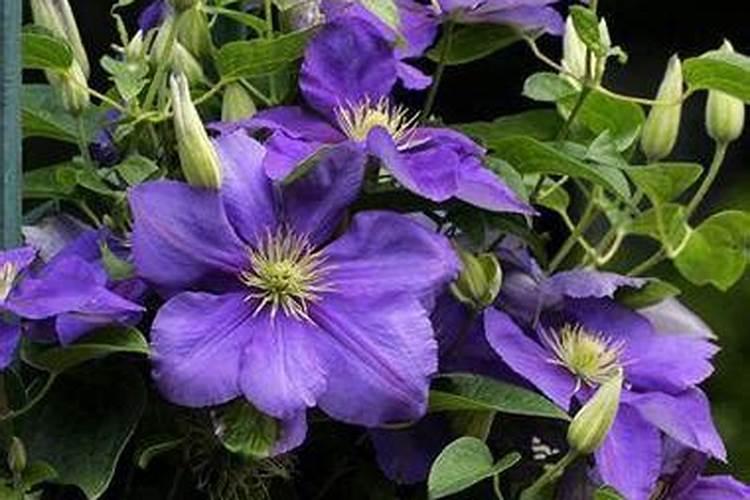 铁线莲施什么肥最好