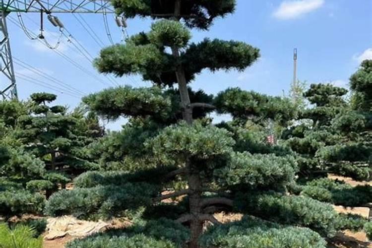 小松树如何长成了粗壮的大树