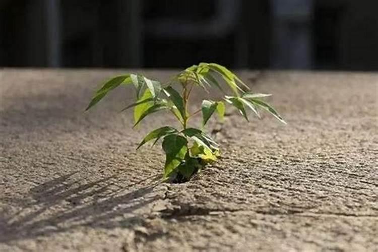 用什么肥料让松树长得快