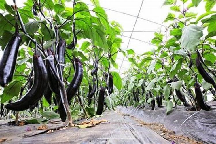 泉水柑产地在哪里