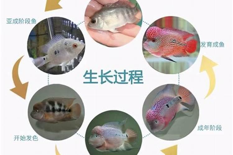 施钙肥哪时候最合适 钙肥最佳施肥时间