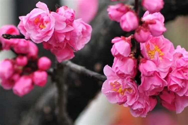 油菜什么时候施硼肥最好