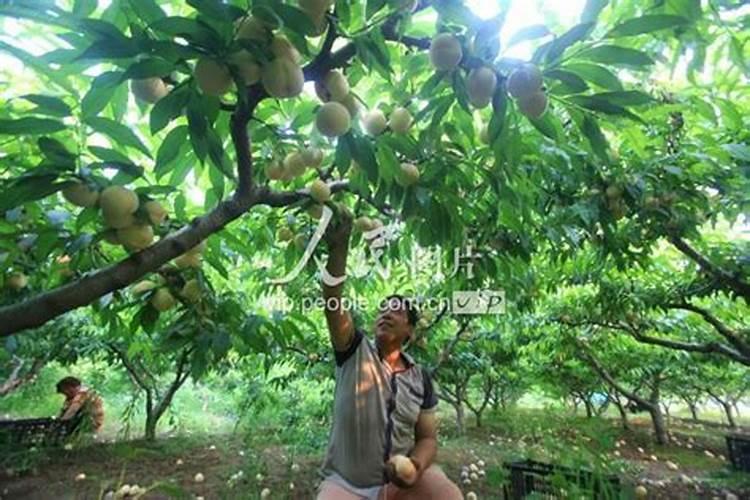 桃子膨果期怎么用肥产量高？桃树冲施钾肥使用沃根膨果钾宝