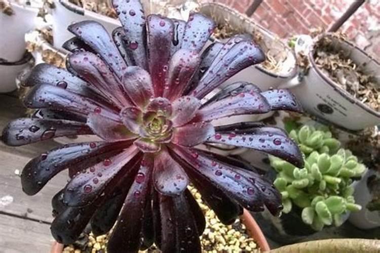 白漆涂上多久能干