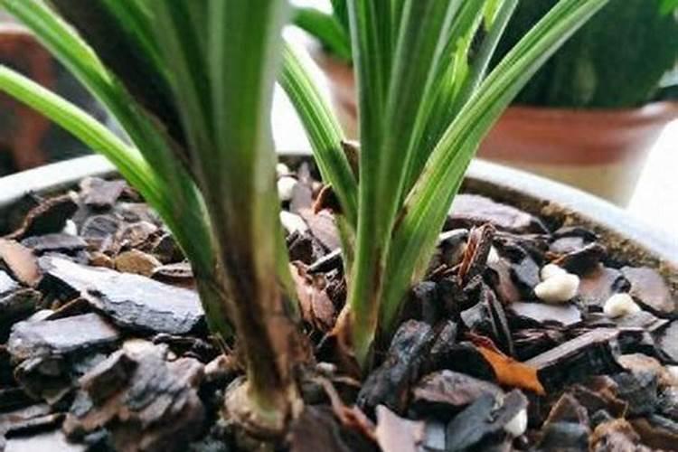 请教为何开花的时候不能施肥