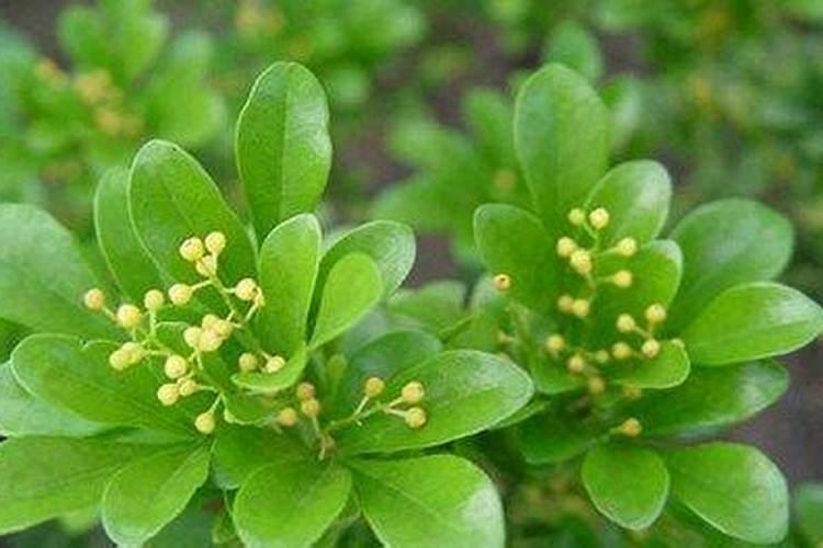 夏季米兰花的养殖方法