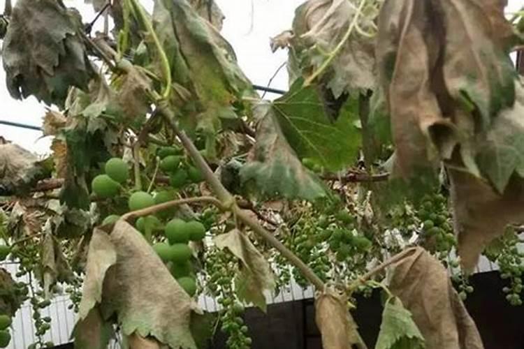 葡萄肥害有什么症状