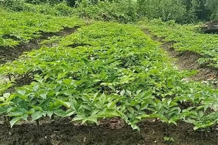 豆角叶子变黄是什么病