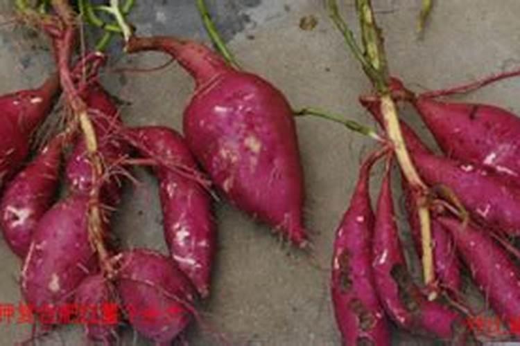 农用硫酸锌和糖醇锌区别