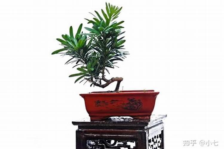 罗汉松矮化增粗,追施复合肥并喷洒矮壮素