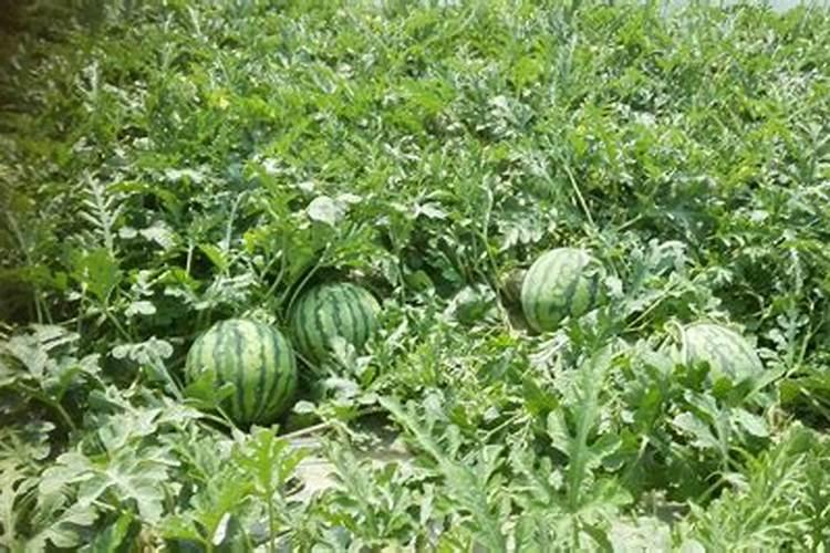 肥料名,西瓜甜瓜通用叫什么名好