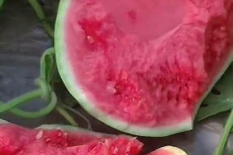 海棠树浇什么肥