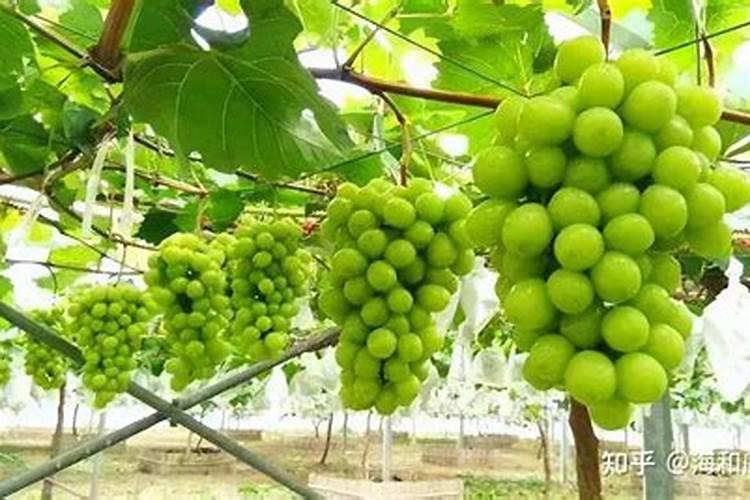 大蒜返青冲施肥用什么效果好