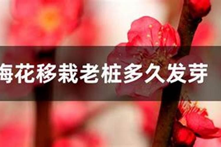 盆栽梅花怎么施肥？