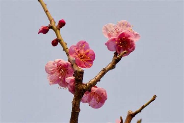 梅花多久施肥 梅花的施肥周期是多久？