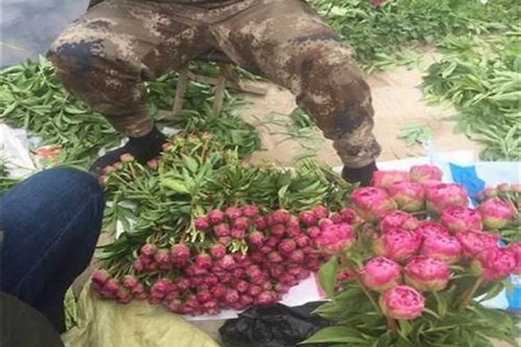 芍药花施什么肥最好