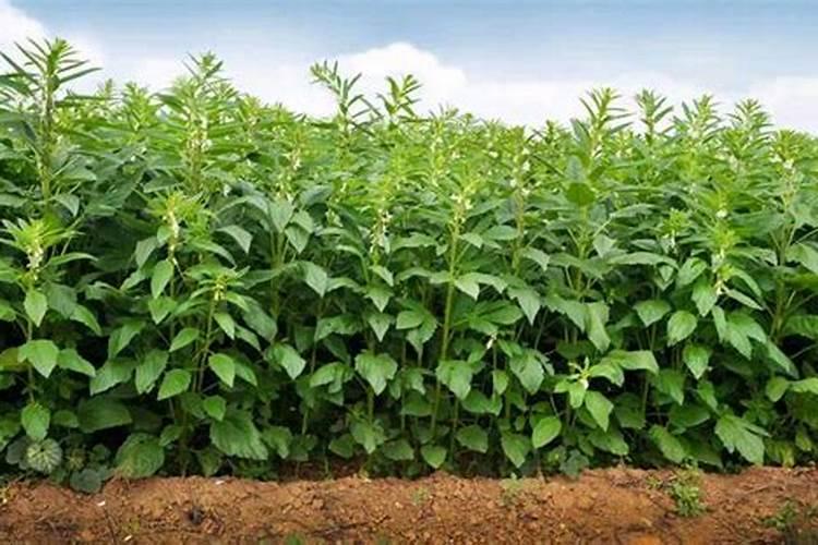 请问一下种芝麻用什么肥料