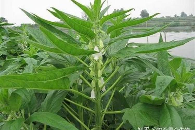 种芝麻用什么肥料
