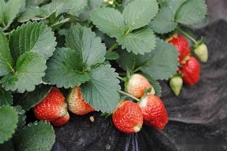 百倍邦13—527海藻肥价格