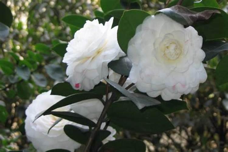 茶花、杜鹃花、栀子花适合浇什么肥料