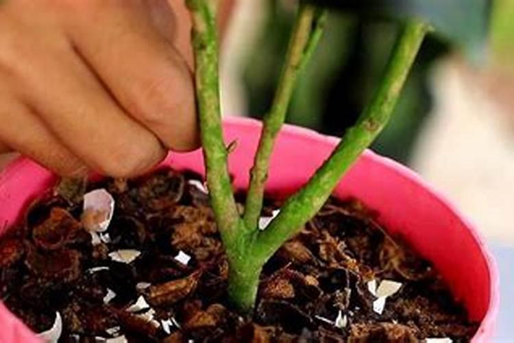 茶花施什么肥料最好最旺