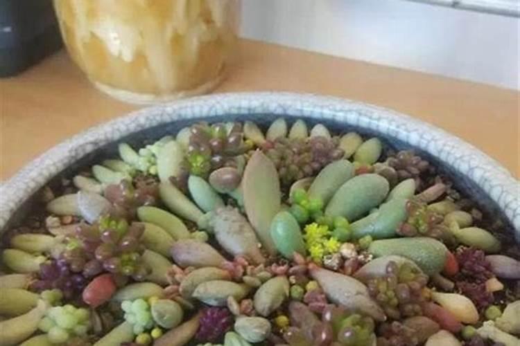 多肉移盆后多久施肥 多肉移盆后何时施肥