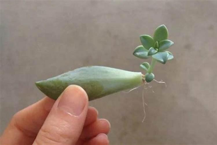 多肉叶片有什么用