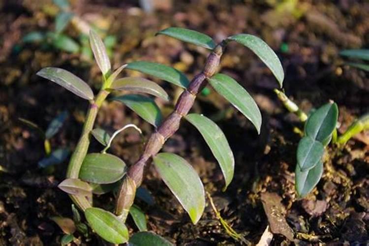 盆栽石斛兰花的叶面肥用那种好 盆栽石斛兰花的叶面肥哪那种最好呢