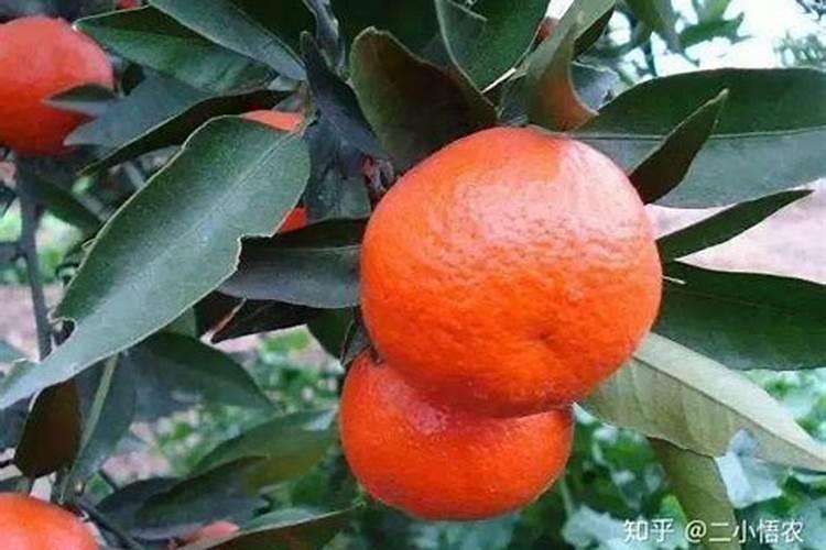 沙糖桔头年挂果二月份怎么喷叶面肥和硼