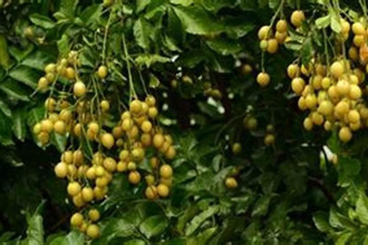 黄皮果施什么肥最好