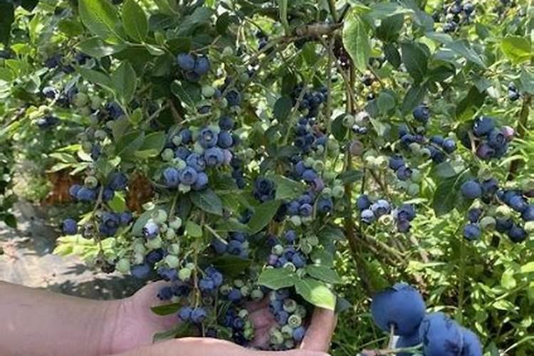 向日葵种植技术