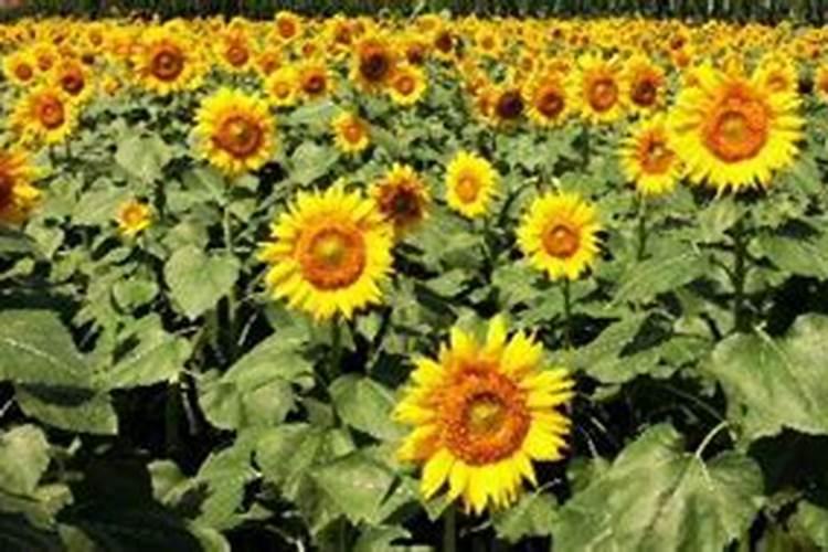 葵花种植技术和施肥方法