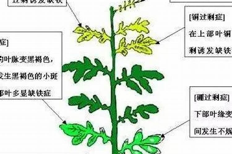 含氨基酸植物vc叶面肥有哪几个品牌