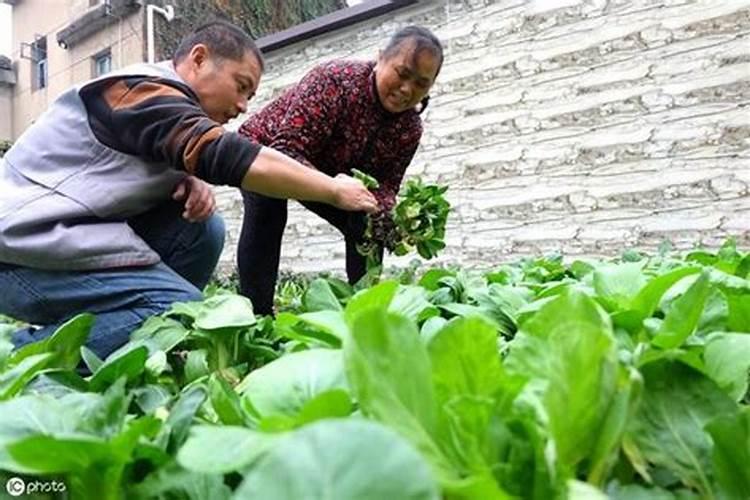花施氮磷钾肥使用方法