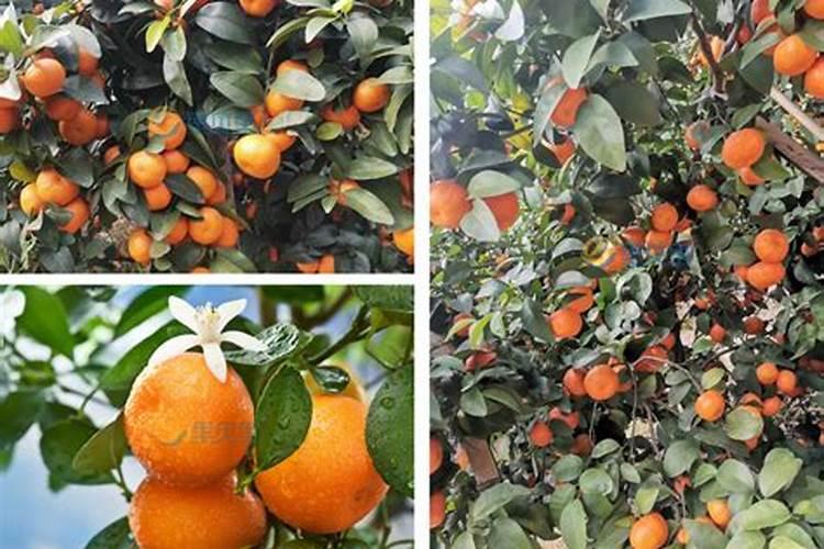 颗粒水溶肥怎么用效果更好？