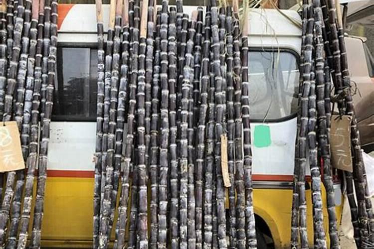 种黑皮甘蔗要施几次肥 如何施肥才高产