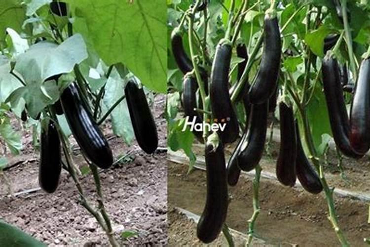 十大名牌矿源黄腐酸钾