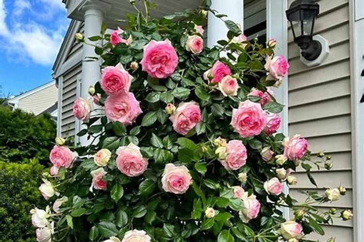 藤本月季怎样施肥