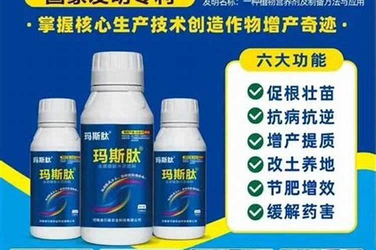 盆栽金桔什么时候施肥,不同时期的施肥方法