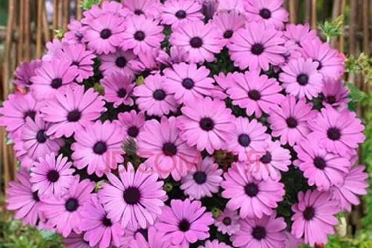 太阳花施什么肥才能花大叶盛？