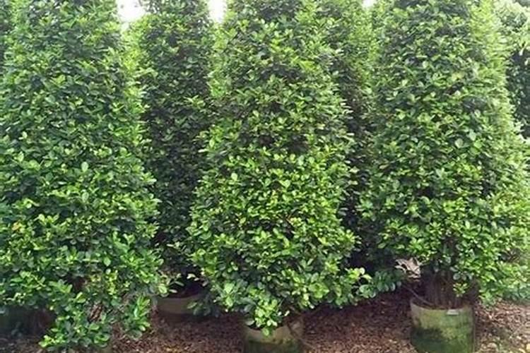 火山榕植物施肥方法