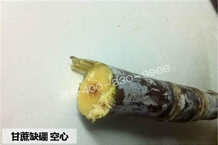 种黑皮甘蔗要施几次肥 如何施肥才高产
