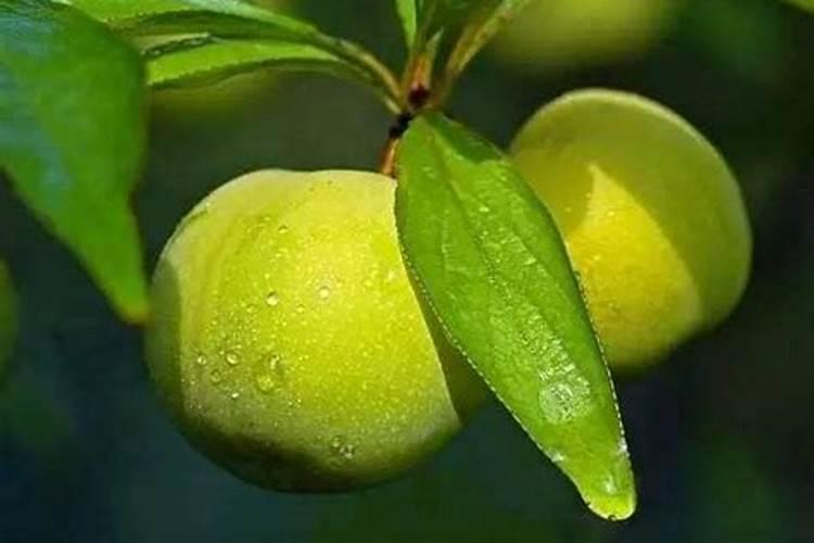 李子苗一年需要施几次肥呢？