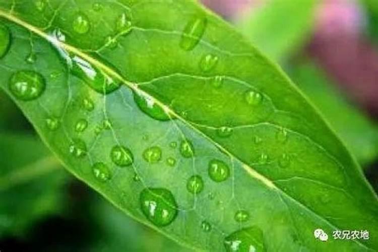 月季花修剪后施什么肥 月季花修剪后施哪些肥料