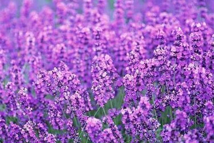 薰衣草植物小苗施肥技术