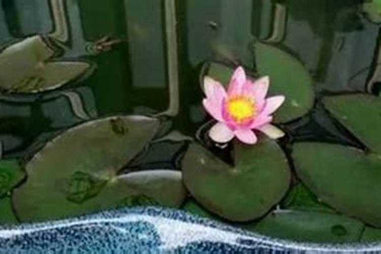无花果开裂是什么原因 防治措施有哪些