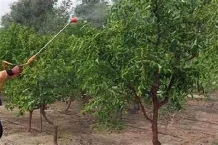 枣树开花结果初期施什么肥